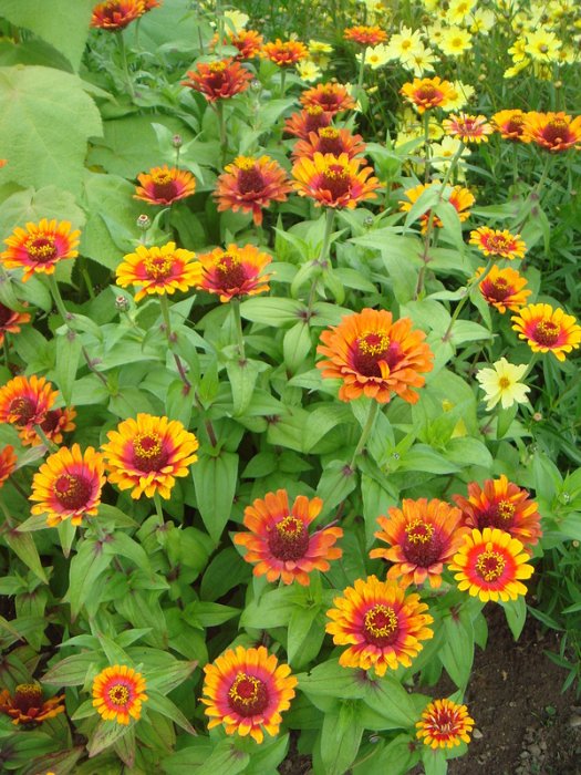 Zinnia elegans 'Zowie'